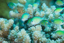 BD-120423-Fury-Shoal-6197-Chromis-viridis-(Cuvier.-1830)-[Blue-green-damselfish].jpg